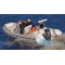 Надувний човен RIB Grand Marine Golden Line G-650